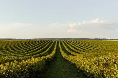Sustainable Viticulture: Our Commitment to the Earth